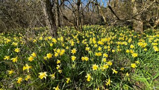 Jonquilles d'Eclépens null