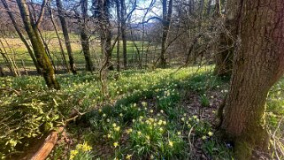 Jonquilles d'Eclépens null