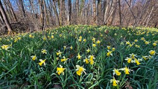 Jonquilles d'Eclépens null