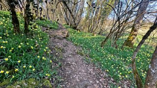 Jonquilles d'Eclépens null