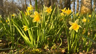 Jonquilles d'Eclépens Autour de chez moi