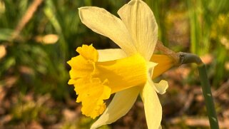 Jonquilles d'Eclépens Autour de chez moi