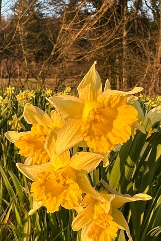 Jonquilles d'Eclépens Autour de chez moi
