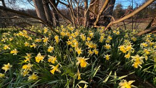 Les Jonquilles d'Eclépens