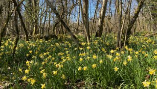 Jonquilles d'Eclépens Vaud - Suisse