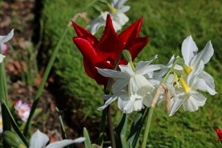 Fête de la Tulipe - Morges Fête de la Tulipe 2023 - Morges