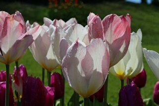 Fête de la Tulipe - Morges Fête de la Tulipe 2023 - Morges