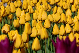 Fête de la Tulipe - Morges Fête de la Tulipe 2023 - Morges