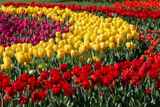 Fête de la Tulipe - Morges null