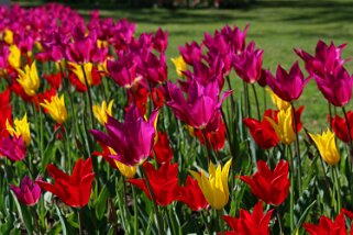 Fête de la Tulipe - Morges Fête de la Tulipe 2023 - Morges