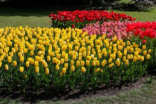 Fête de la Tulipes - Morges Fête de la Tulipe 2023 - Morges
