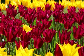 Fête de la Tulipe - Morges Fête de la Tulipe 2023 - Morges
