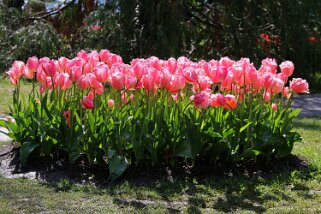 Fête de la Tulipe - Morges Fête de la Tulipe 2023 - Morges