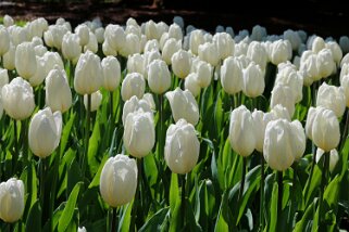 Fête de la Tulipe - Morges Fête de la Tulipe 2023 - Morges