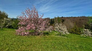 Arboretum du Vallon de l'Aubonne Arboretum 2024;