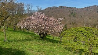 Arboretum du Vallon de l'Aubonne Arboretum 2024;