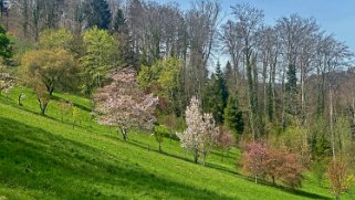 Arboretum du Vallon de l'Aubonne Arboretum 2024;