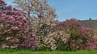 Fleurs