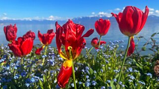 Fête de la Tulipe - Morges null