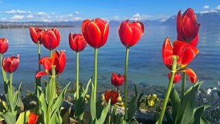 Fête de la Tulipe - Morges null