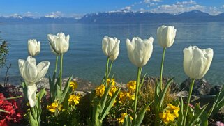 Fête de la Tulipe - Morges null