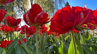 Fête de la Tulipe - Morges null