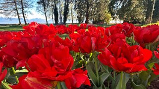 Fête de la Tulipe - Morges null