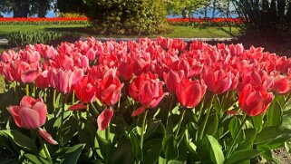 Fête de la Tulipe - Morges null