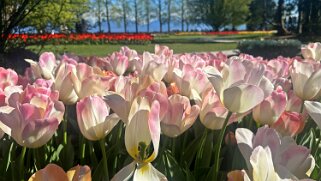 Fête de la Tulipe - Morges null
