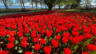 Fête de la Tulipe - Morges null