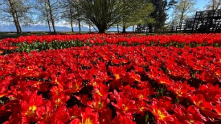 Fête de la Tulipe - Morges null