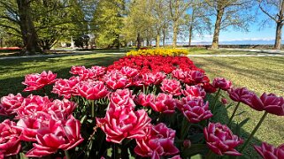 Fête de la Tulipe - Morges null