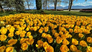 Fête de la Tulipe - Morges null