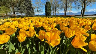 Fête de la Tulipe - Morges null