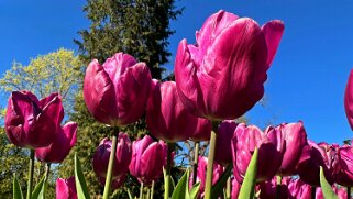 Fête de la Tulipe - Morges null
