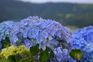 Hortensia Hortensia