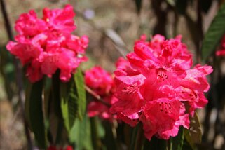 Rhododendron Rhododendron