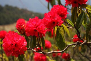 Rhododendron Rhododendron