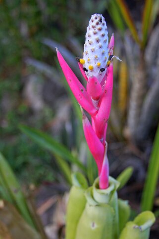 Tillandsia Tillandsia