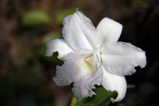 Cattleya - Orchidée Cattleya - Orchidée