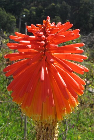 Kniphofia Kniphofia