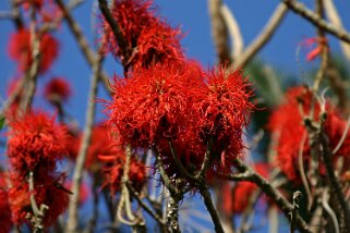 Combretaceae Combretaceae