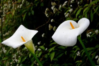 Calla lily Calla lily