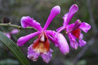 Cattleya - Orchidée Cattleya - Orchidée