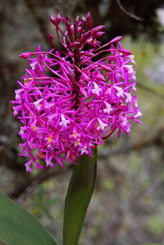 Épidendrons - Orchidée Épidendrons - Orchidée