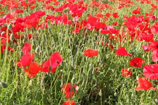 Coquelicot Coquelicot