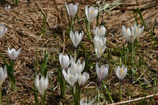 Crocus Crocus