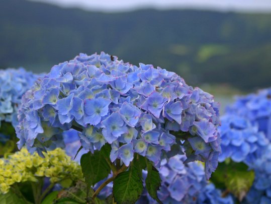 Fleurs Fleurs du monde