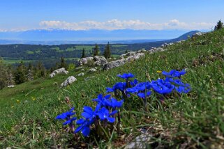 Dent de Vaulion 1483 m Rando 2019