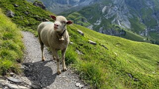 Oeschinensee 1580 m Rando 2020